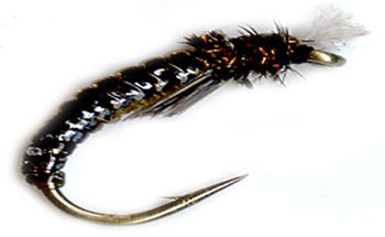 chironomid